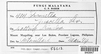 Funalia aspera image